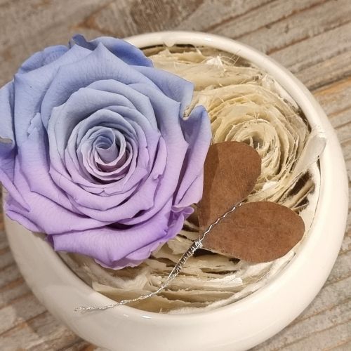 Long-lasting rose Amour in purple- blue