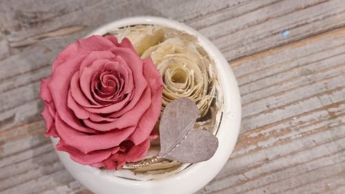 Long-lasting rose Amour in coral colour