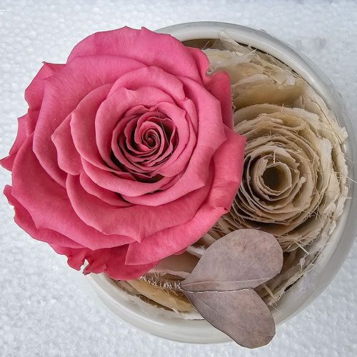 Long-lasting rose Amour in coral colour