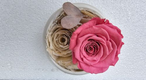 Long-lasting rose Amour in coral colour