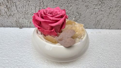 Long-lasting rose Amour in coral colour