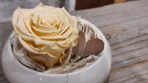 Long-lasting rose Amour in Ecru colour