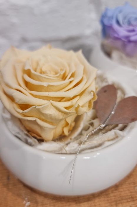 Long-lasting rose Amour in Ecru colour