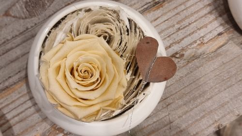 Long-lasting rose Amour in Ecru colour
