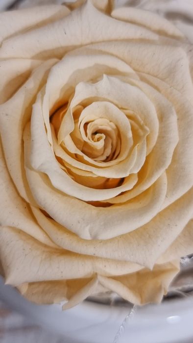 Long-lasting rose Amour in Ecru colour