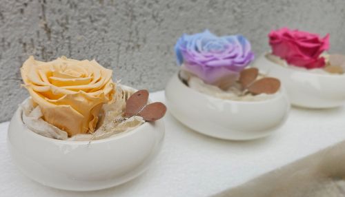 Long-lasting rose Amour in Ecru colour