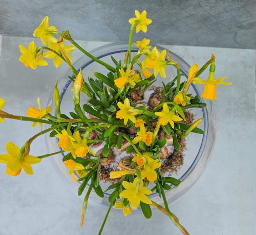 Daffodils in a glass sphere