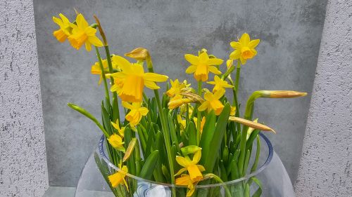 Daffodils in a glass sphere