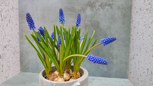 Мускари в каменна кашпа