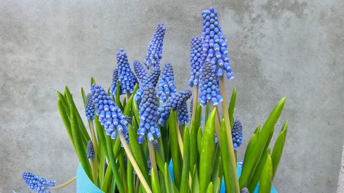 Мускари в кутия