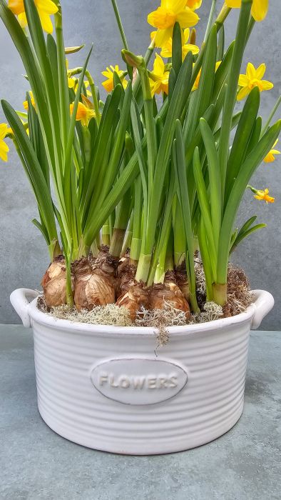 LOVE DAFFODILS
