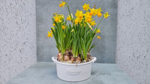 LOVE DAFFODILS