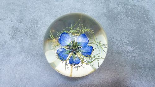 FIORE " BLUE NIGELA"