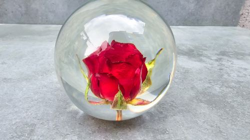 FIORE " RED ROSE "