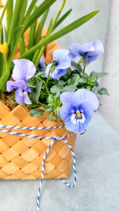 Basket with violets and mini daffodils