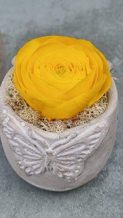Miniature with a long lasting buttercup