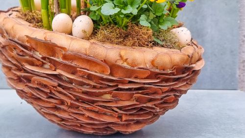Pinecone  spring garden