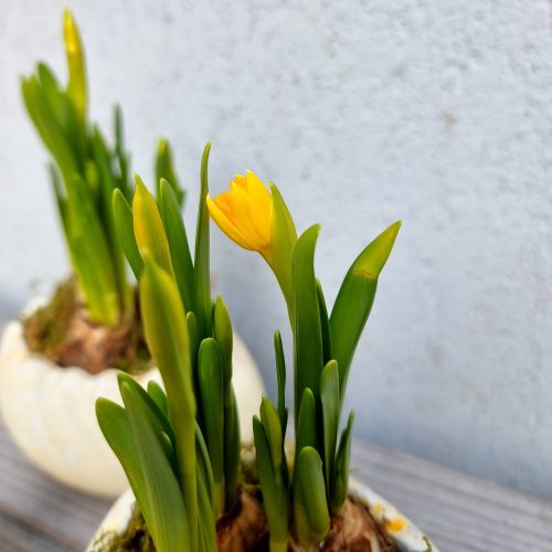 Daffodils in a ceramic egg shaped container