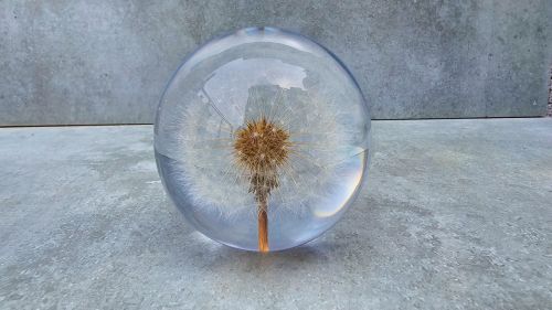 Fiore Dandelion