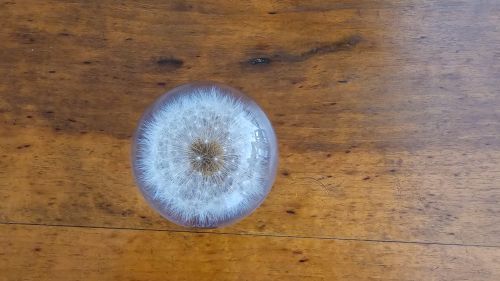 Fiore Dandelion