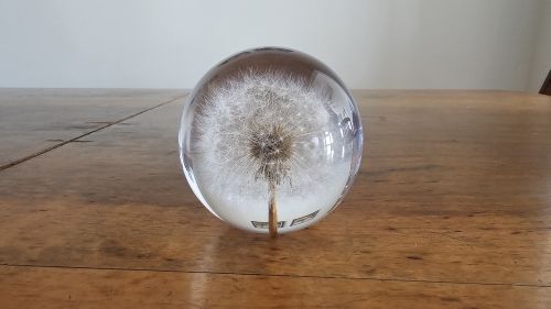 Fiore Dandelion