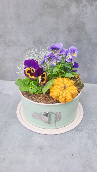 Autumn mini garden with violets