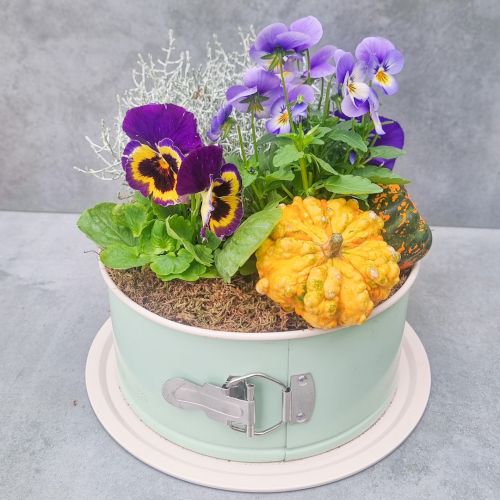 Autumn mini garden with violets